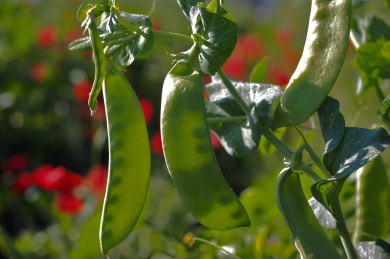 אפונת שלג  Snow Pea