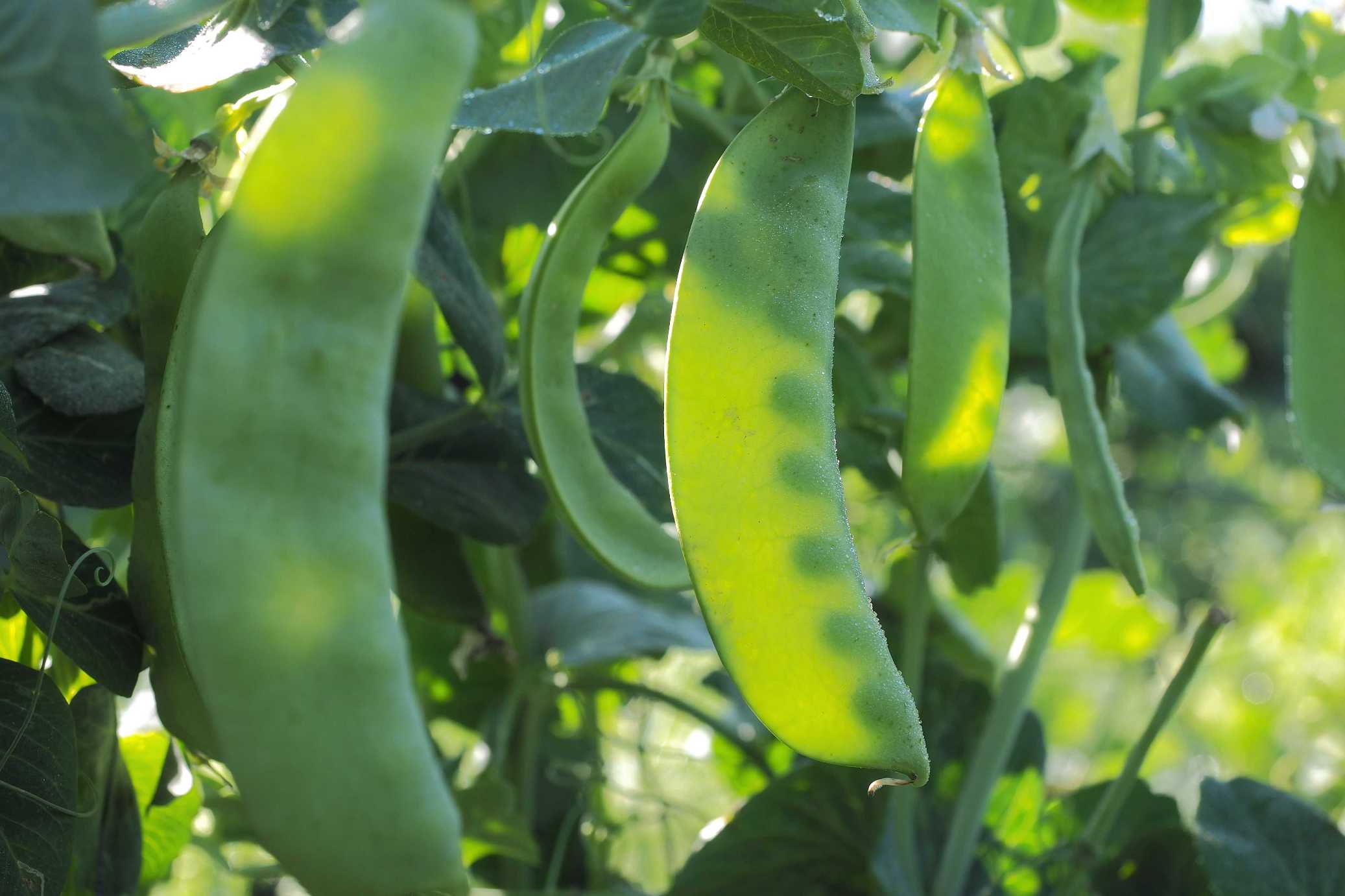 אפונת שלג  Snow Pea